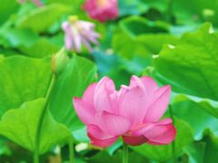 -荷塘月色湿地公园·向阳花洲