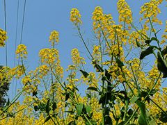 -谭记石锅鱼府(三道堰店)