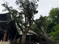 -晋祠公园