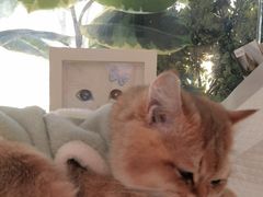 -纳吉亚猫专科动物医院·北北分院