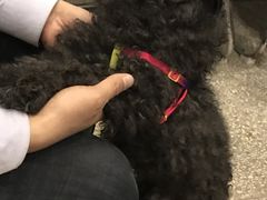 -喜多萌中农锦绣动物医院24H·猫科·牙科MRI·CT