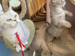 -囡的喵喵酱·萌宠生活馆·宠物洗护美容(胶州路店)