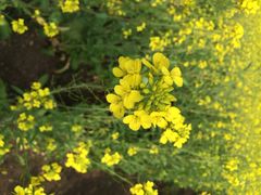 花溪十里河滩湿地公园-贵阳市花溪国家城市湿地公园