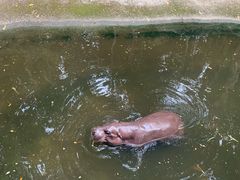 -清迈夜间动物园