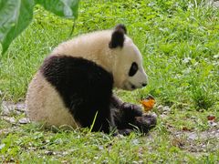 -卧龙中华大熊猫苑神树坪基地