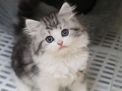 -lincat·猫舍(广州店)