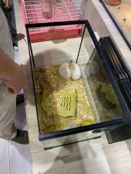-Moni星球萌宠·小马宝莉·灵蛇·高端高阶全萌宠互动体验俱乐部(红豆国际广场店)