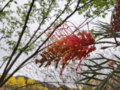 -天适樱花悠乐园