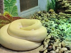 -辛玛王国游乐园