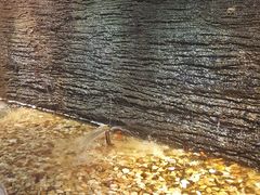 -小科自助海鲜烧肉(高区店)