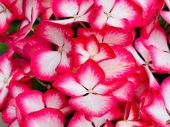 -平安桥天主教堂