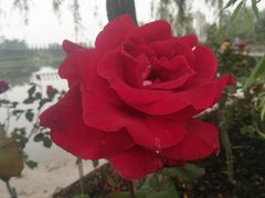 -上海鲜花港