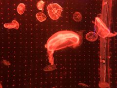 -多彩贵州城极地海洋世界