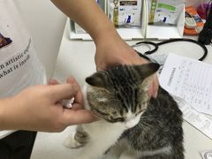 -创凡宠物医院·骨专科  猫科中心(西乡分院)
