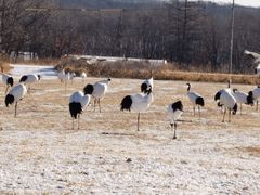 -钏路市丹顶鹤自然公园