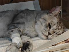 -御宝贝·A梦猫科宠物医院(国际猫友好医院)