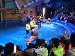 -烟台海昌鲸鲨海洋公园