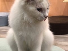 -BABIT巴比特宠物(MOMOPARK店)