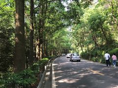 -铁山坪森林公园