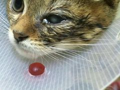 -西安京西宠物医院·瘫痪·疑难杂症