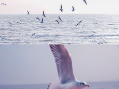 -深圳湾公园(南山区)