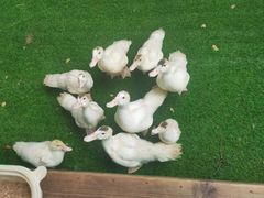 -熊猫自助餐厅.萌趣城堡(长隆熊猫酒店)