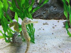 景点-郑州海洋馆