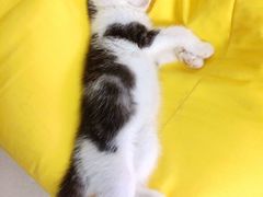 -凯特喵百思猫专科医院