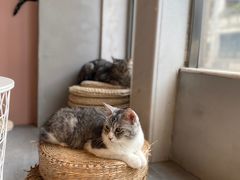 -猫儿山۰猫主题餐厅