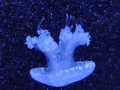 -青岛海底世界-水族馆