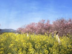-天适樱花悠乐园