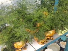 -三圣花乡旅游区