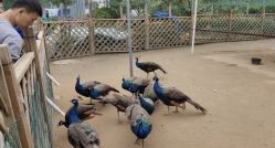 -萌宠亲子动物乐园(槐房万达店)