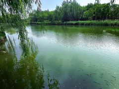 -大兴滨河森林公园