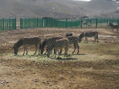 -新疆天山野生动物园