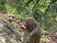 -苏州上方山国家森林公园