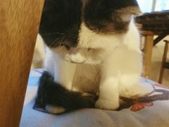 -Cappucimeow猫咪咖啡馆(韦伯时代店)