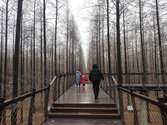 -黄海国家森林公园