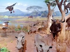 -陕西自然博物馆