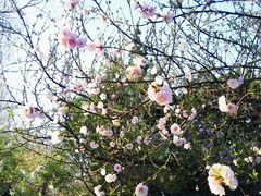 -山东大学(洪家楼校区)