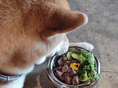 -百好乐宠物友好餐厅(朝外大街店)