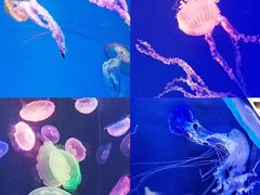-海合安成都极地海洋公园