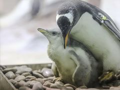 -大连圣亚海洋世界