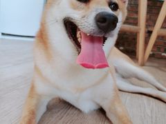 -柴犬高等学院·狗咖·柴犬售卖·宠物训练