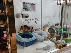 -糯米喵星人总部直营旗舰店·猫舍·幼猫出售