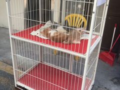 -清平路水族市场