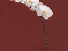 -二酉书店TOYOU BOOKS