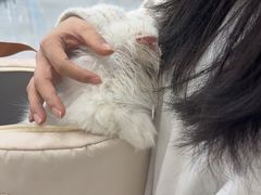 -宠颐生猫科·内科皮肤科(西平世纪城店)