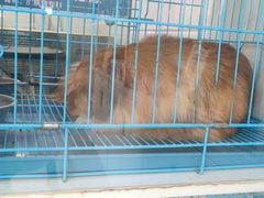 -萌兽医馆·宠物医院·猫骨科(创景店)