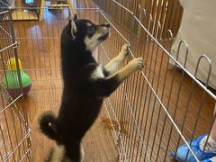 -豆柴町-柴犬主题狗咖(红鼎国际C座店)